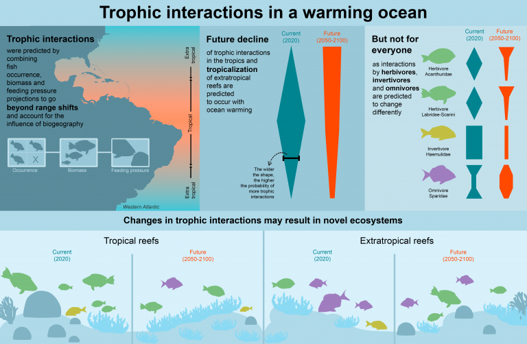 Trophic interactions will expand geographically but be less intense as ...